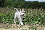 SIBERIAN HUSKY 357